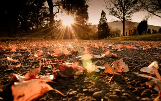 , осень, солнце, лучи, листья, лес,